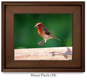 House Finch (M)