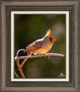 Northern Cardinal (Female)