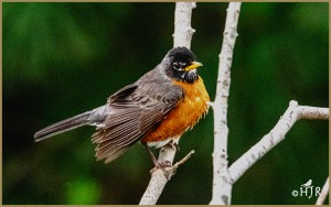 American Robin