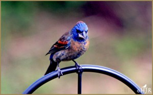 Blue Grosbeak