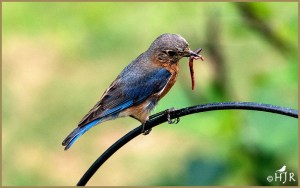 Eastern Bluebird (F)