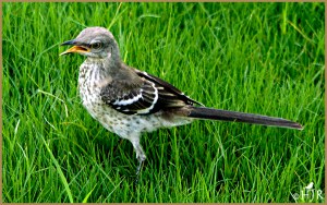 Northern Mockingbird (Juv.)