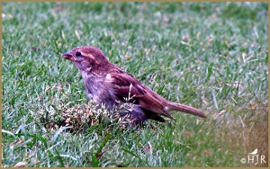 Purple Finch (Male)
