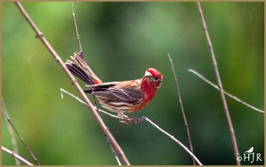 House Finch (Male)