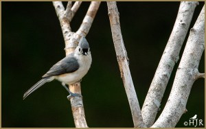 Tufted Titmouse