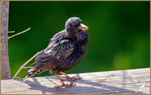 European Starling