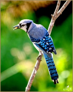 Blue Jay