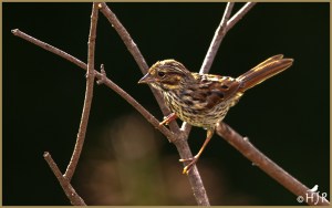 Lincoln's Sparrow