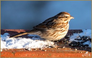 Song Sparrow