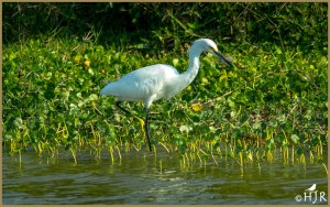 Snowy Egret