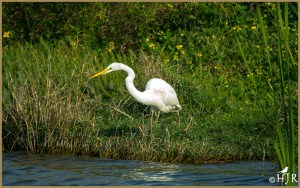 Great Egret