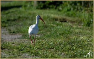 American White Ibis