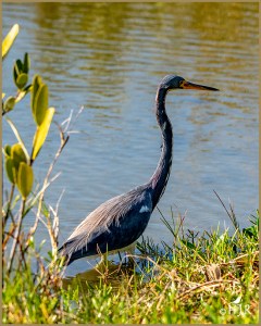 Tricolored Heron