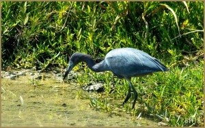 Little Blue Heron