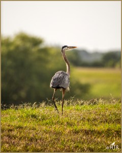 Great Blue Heron