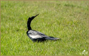 Anhinga