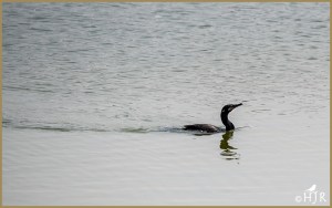 Neotropic Cormorant