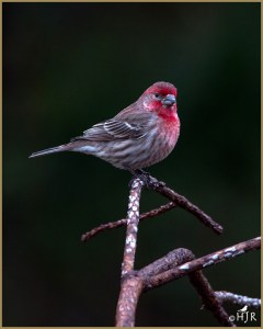 House Finch (Male)