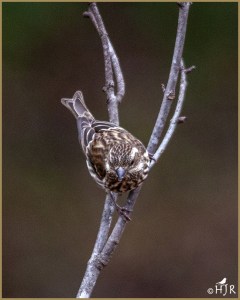 Purple Finch (Female)
