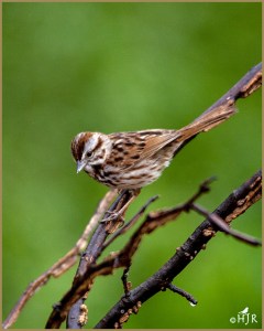 Song Sparrow