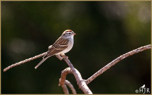 Chipping Sparrow