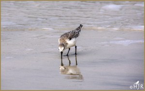 Sanderling