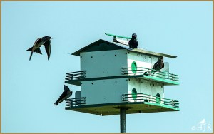 Purple Martins - 3 females 1 Male