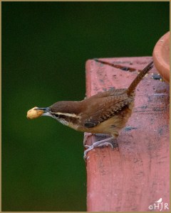 Carolina Wren