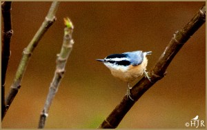 Red-breasted Nuthatch