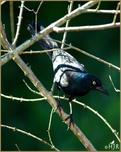 Common Grackle (Male)