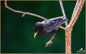 European Starling