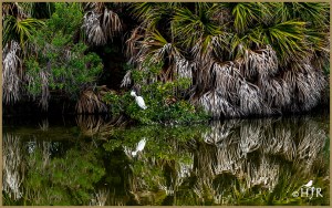 Snowy Egret