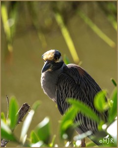 Yellow-crowned Night Heron