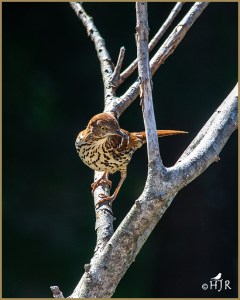 Brown Thrasher