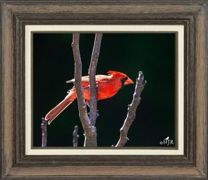 Northern Cardinal (Male)