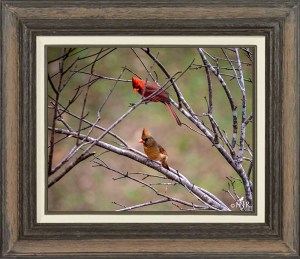 Northern Cardinals