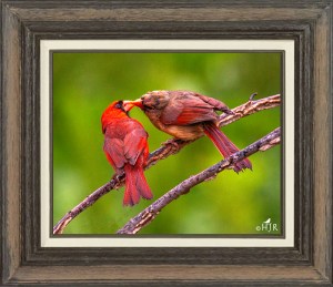 Northern Cardinals