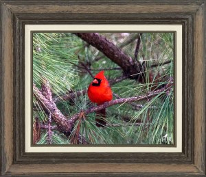 Norther Cardinal (Male)