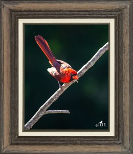 Northern Cardinal (Male)