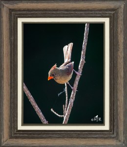 Northern Cardinal (Female)