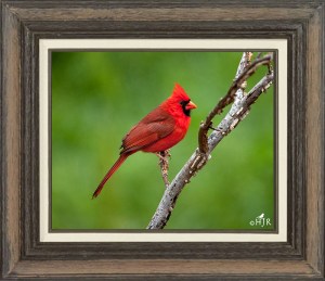 Northern Cardinal (Male)