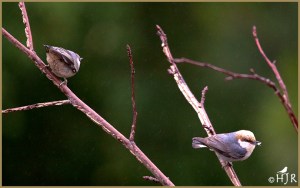 Brown-headed Nuthatch
