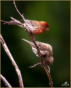 House Finch
