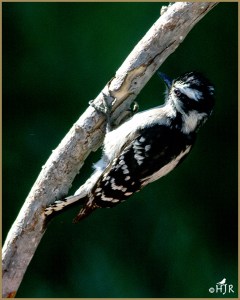 Downy Woodpecker