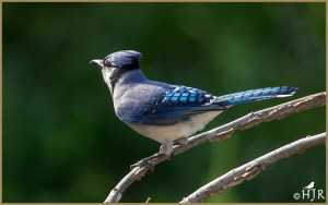 Blue Jay