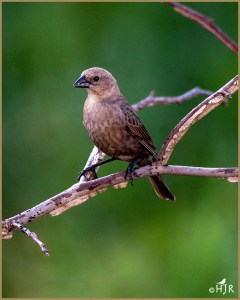 Brown-headed Cowbird (Female)