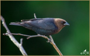 Brown-headed Cowbird (Male)