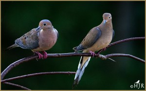 Mourning Dove
