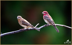 House Finch ( Female & Male)