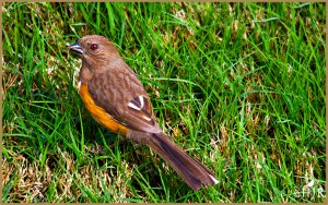 Eastern Towhee (Female)